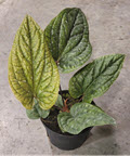 6" Anthurium Rad x Lux